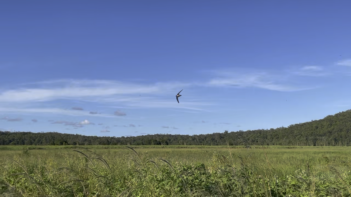 White-throated Needletail - ML646728489