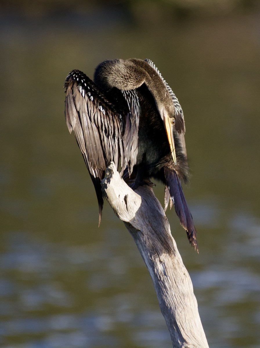 Amerika-Schlangenhalsvogel - ML646728492