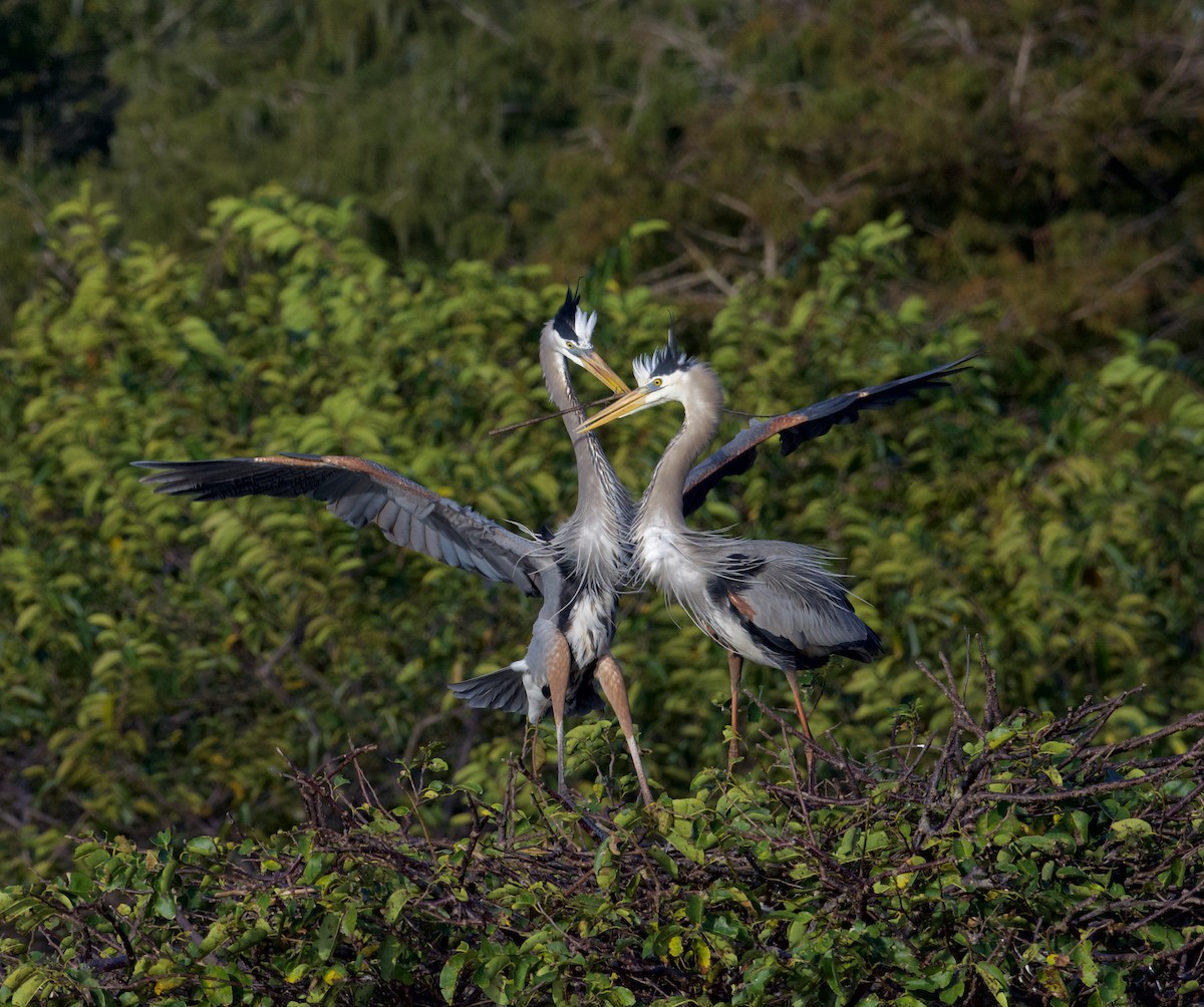 Kanadareiher - ML646728494