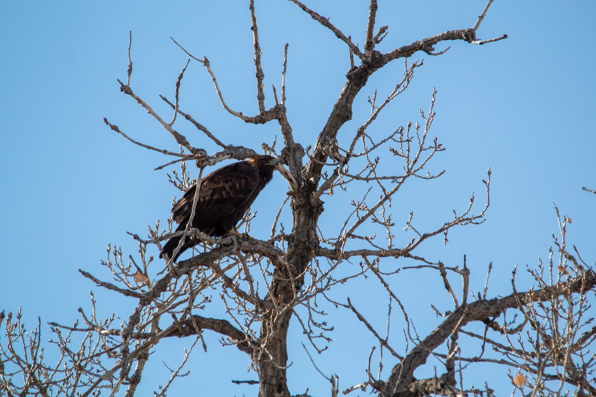 Golden Eagle - ML646728495