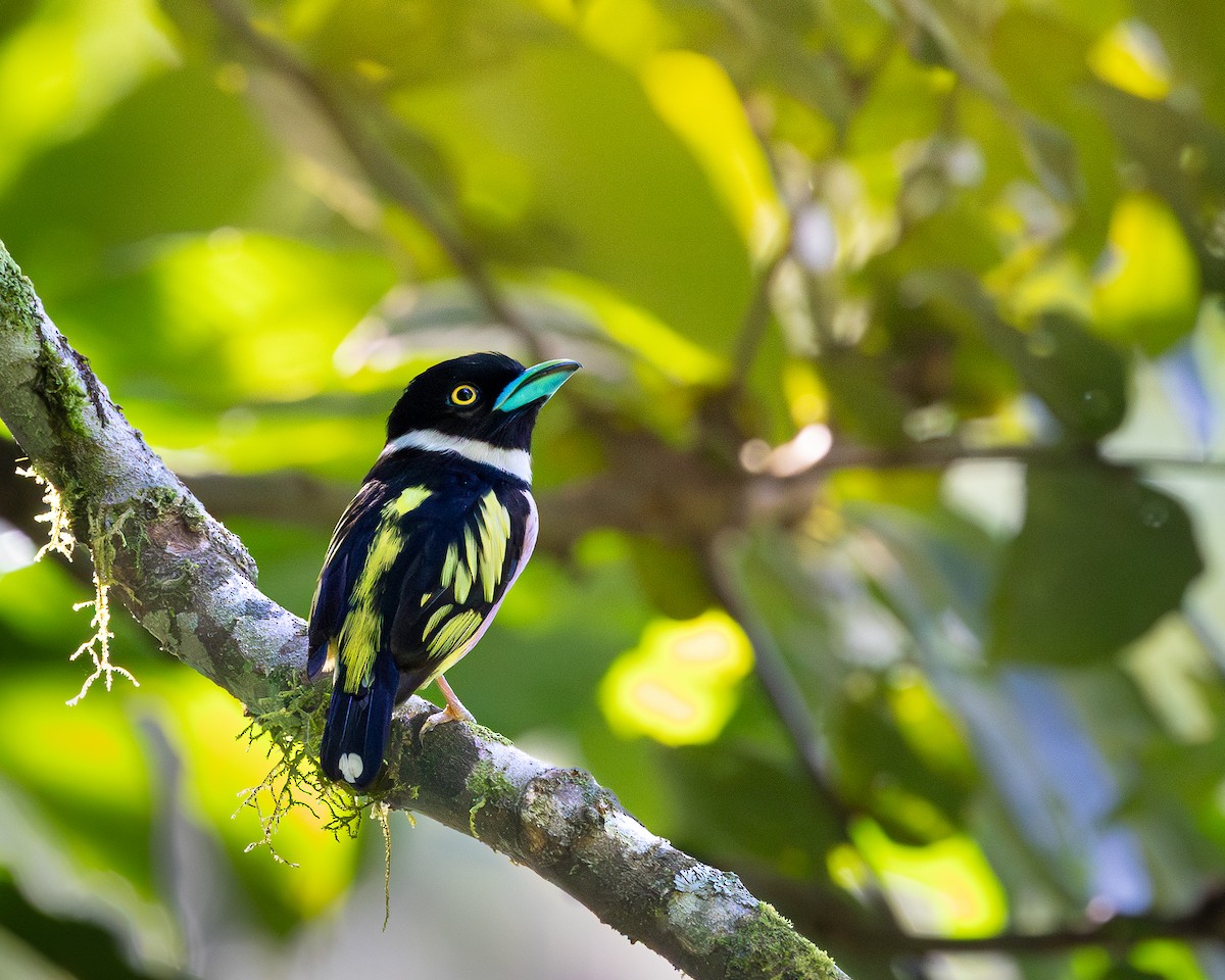 Black-and-yellow Broadbill - ML646728496