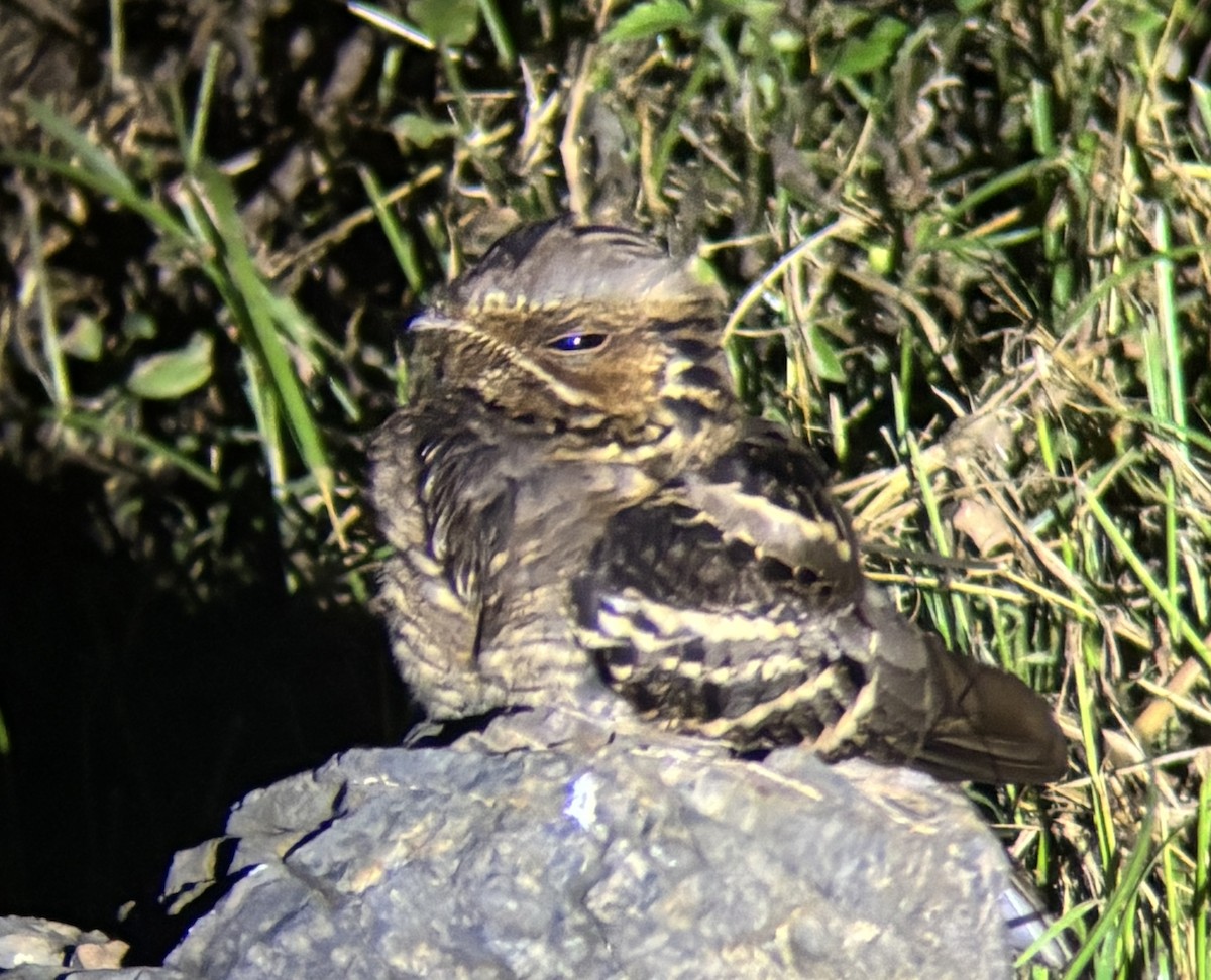 オビロヨタカ - ML646728497