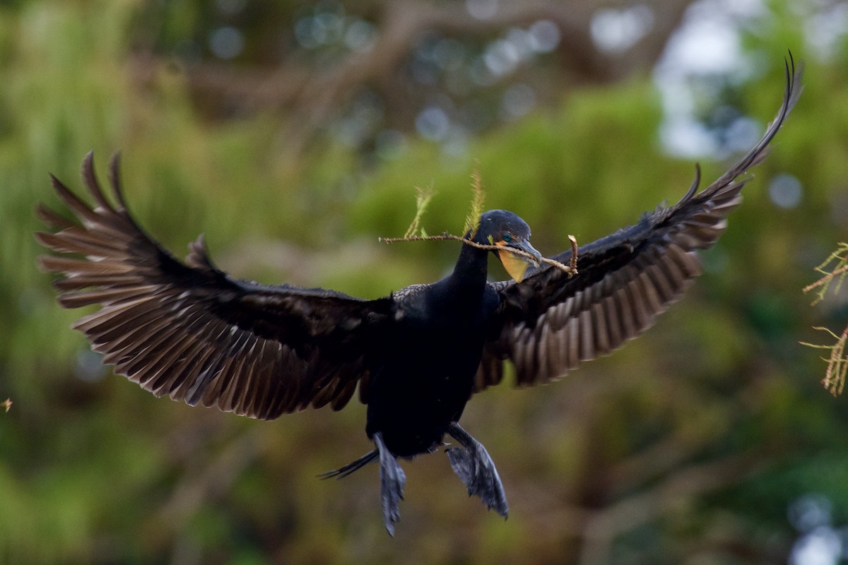 Ohrenscharbe - ML646728498