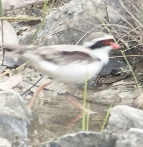 Black-fronted Dotterel - ML646728500