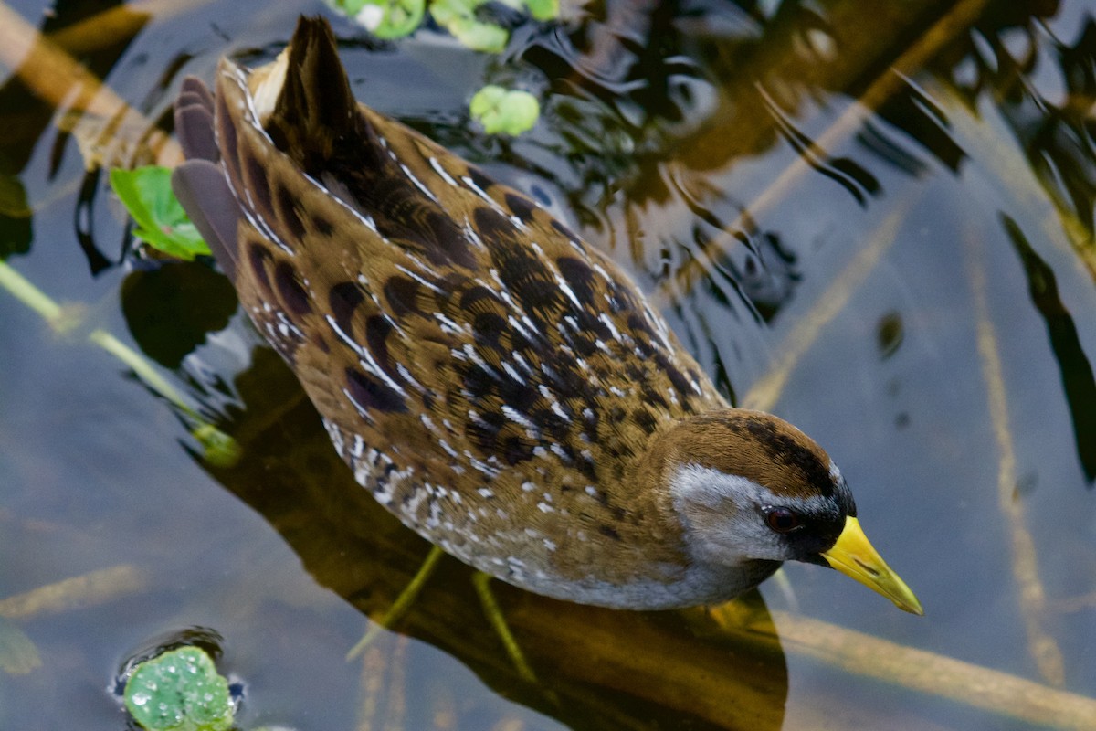 Carolinasumpfhuhn - ML646728501