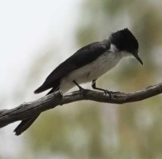 Restless Flycatcher - ML646728508
