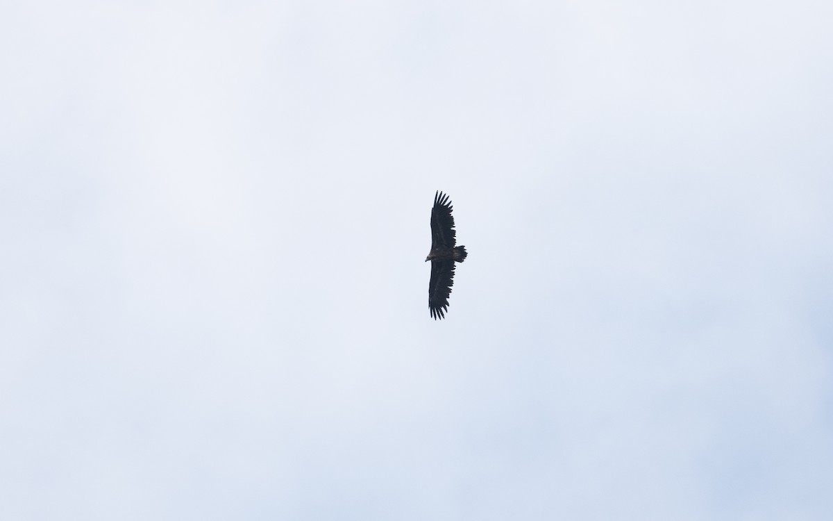 Нөмрөг тас - ML646728510