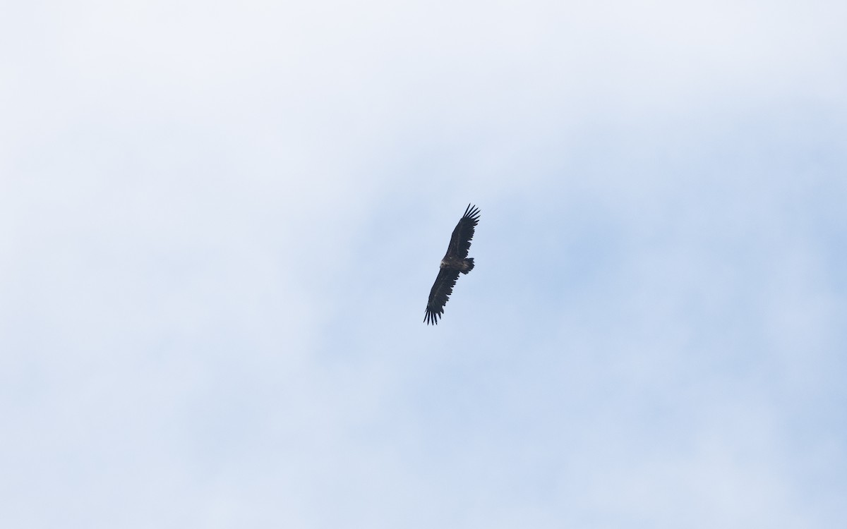 Нөмрөг тас - ML646728511