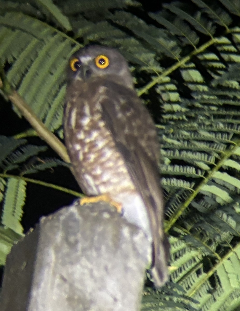 チャイロアオバズク - ML646728512