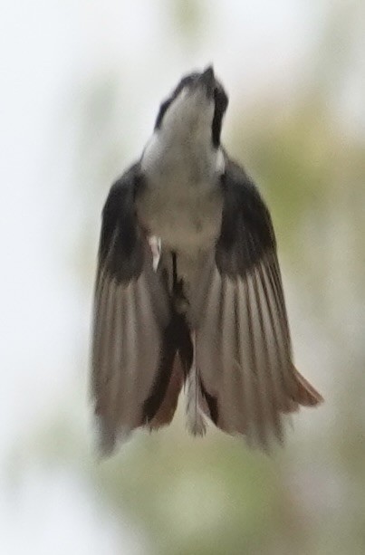 Restless Flycatcher - ML646728513