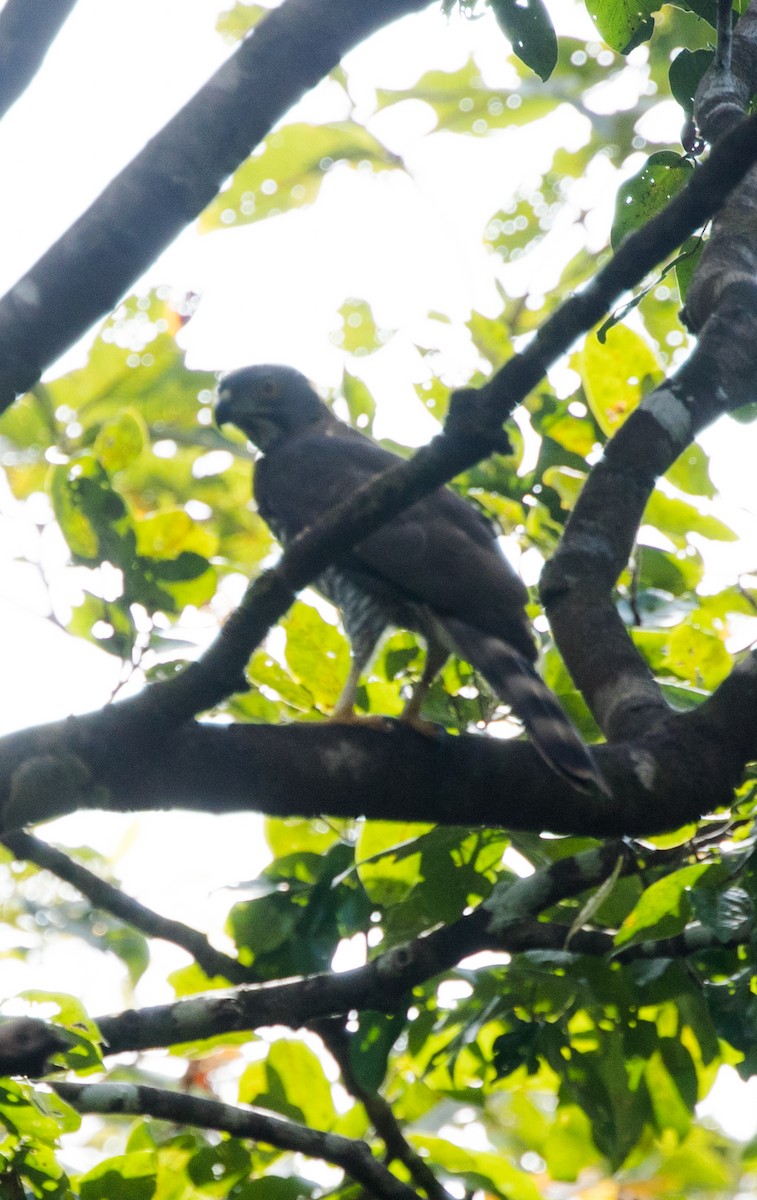 Crested Goshawk - ML646728514