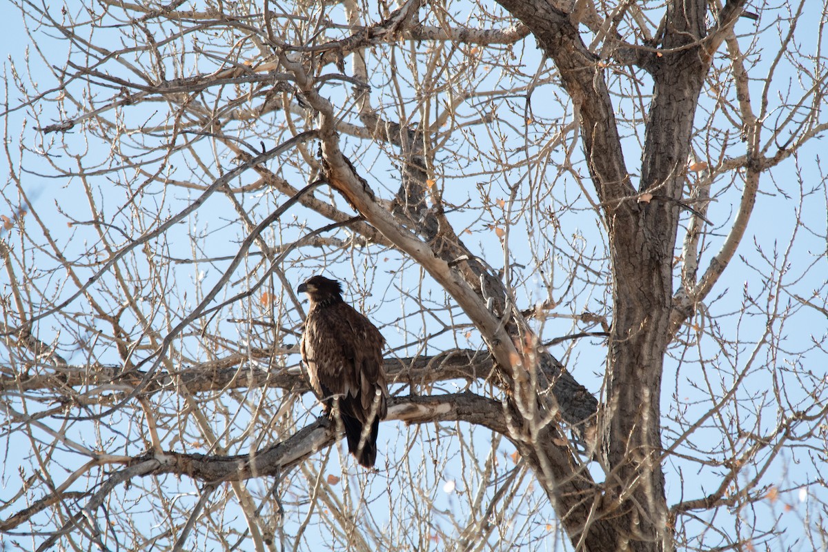 orel bělohlavý - ML646728521