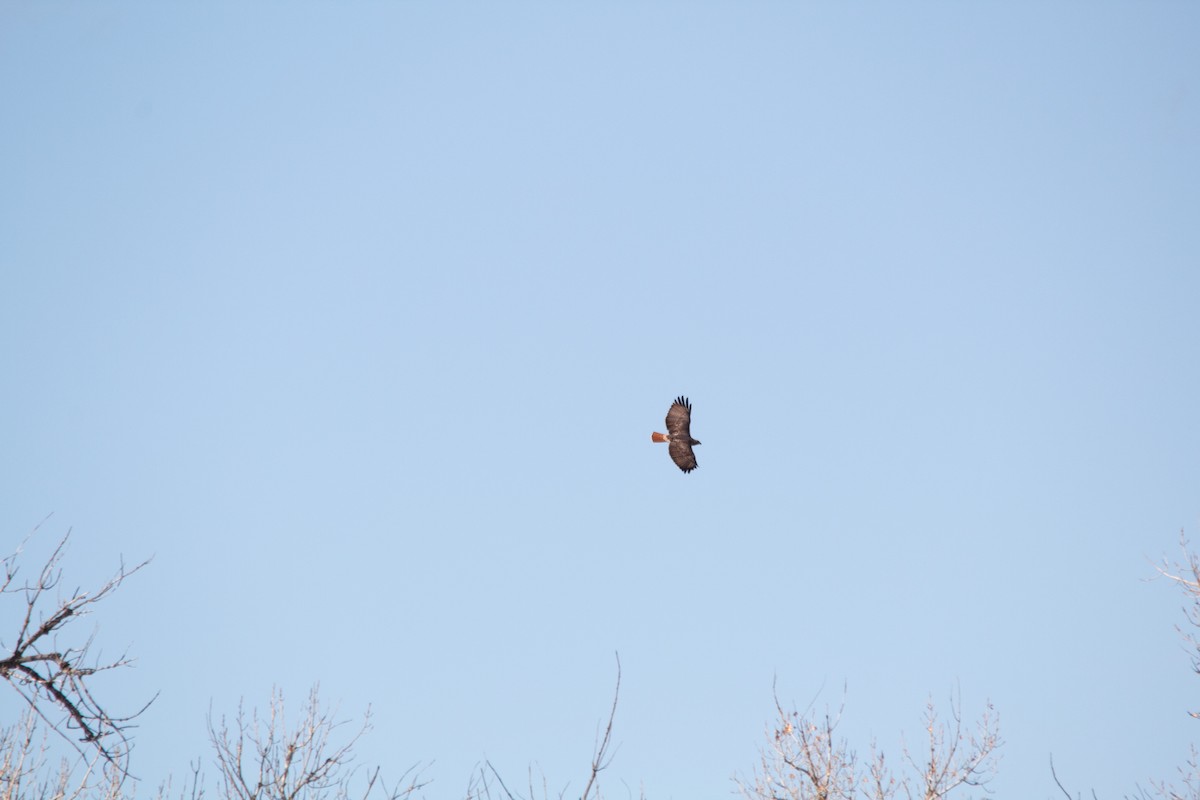 káně rudochvostá - ML646728522