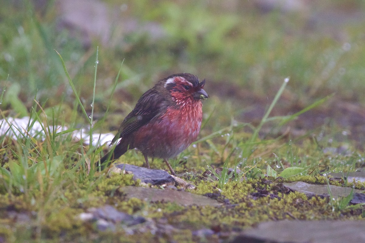 チュウゴクマミジロマシコ - ML646728525