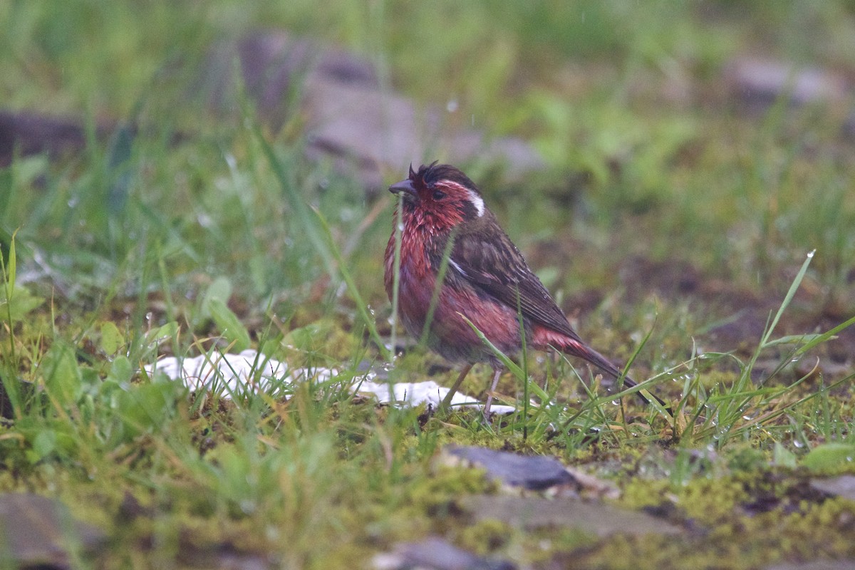 チュウゴクマミジロマシコ - ML646728526