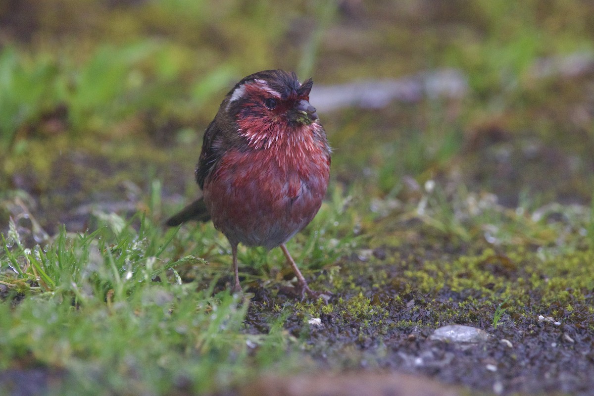 チュウゴクマミジロマシコ - ML646728527