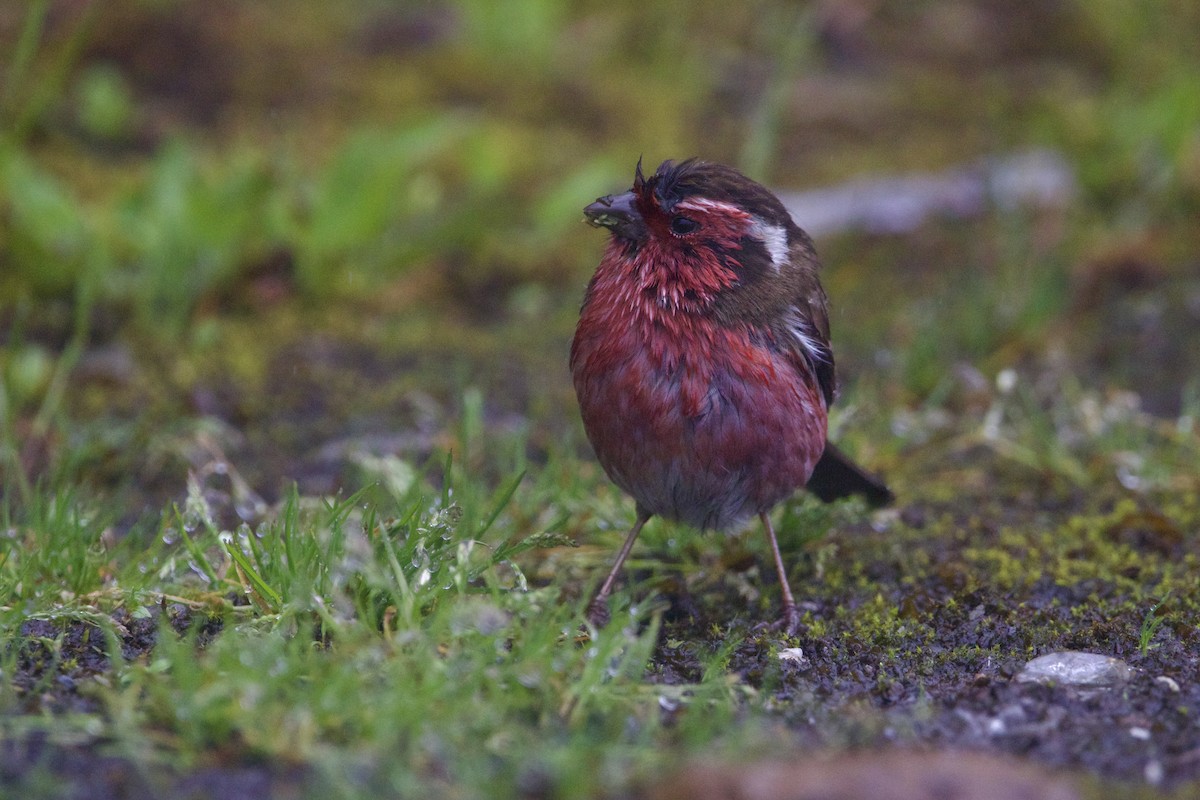 チュウゴクマミジロマシコ - ML646728528