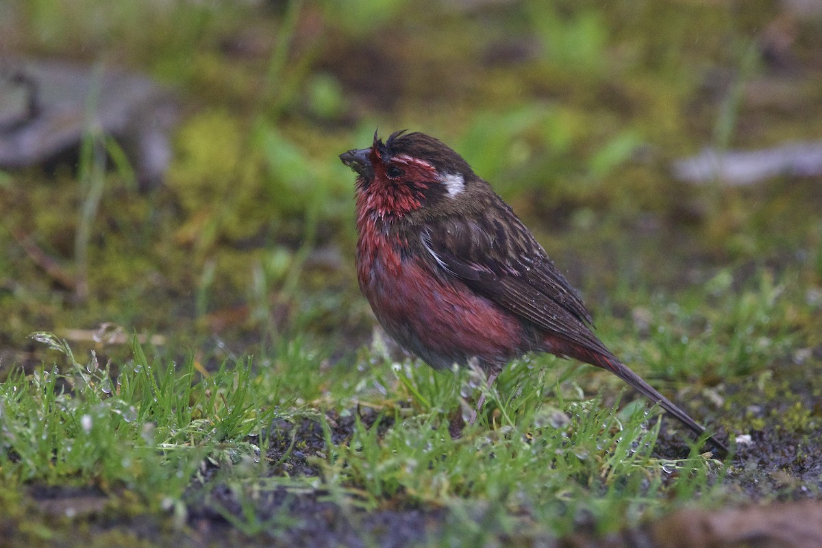 チュウゴクマミジロマシコ - ML646728529