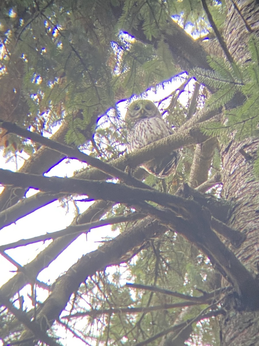 Barred Owl - ML646728535