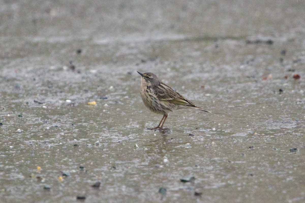 ウスベニタヒバリ - ML646728536