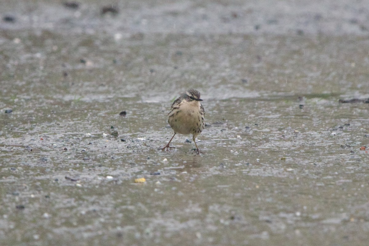 ウスベニタヒバリ - ML646728538