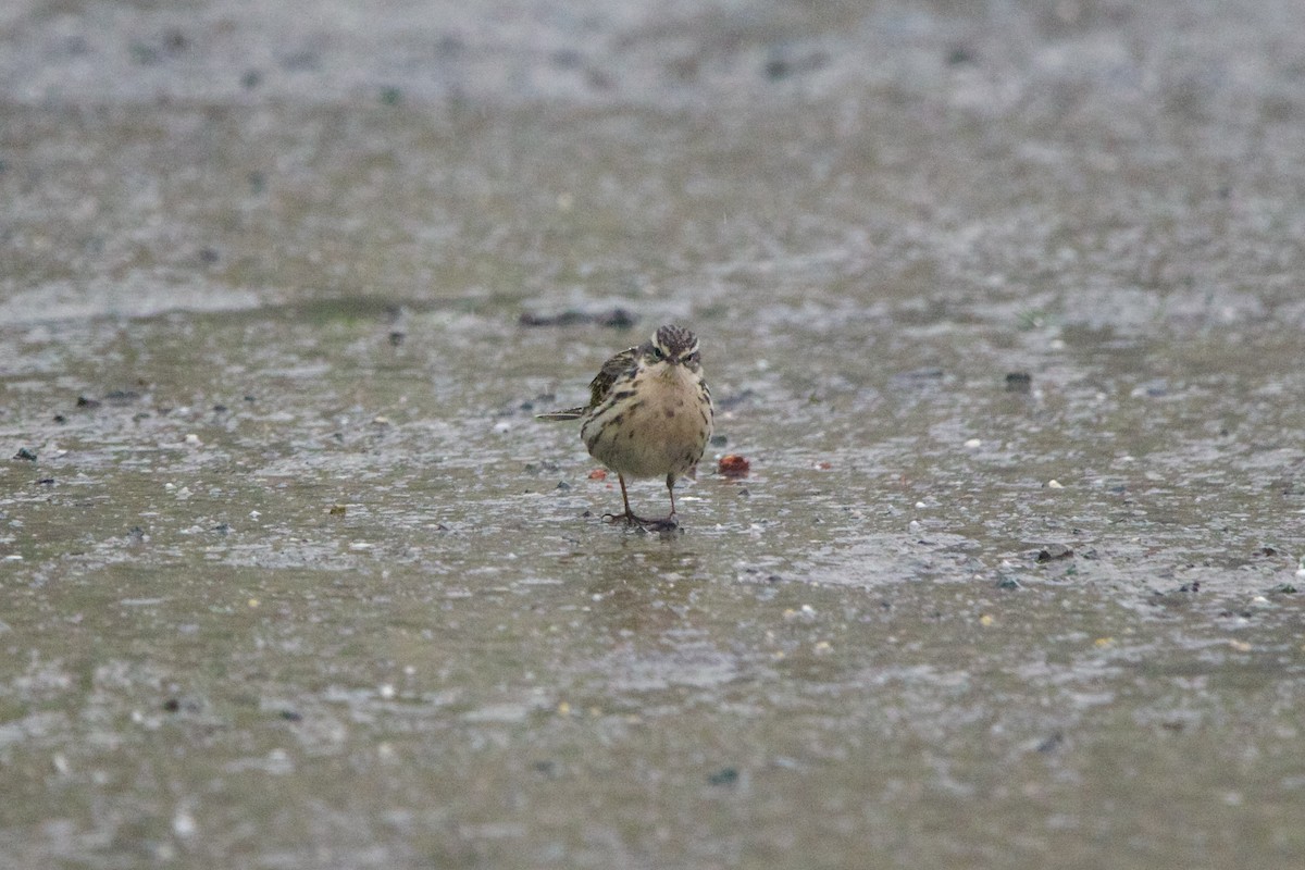 ウスベニタヒバリ - ML646728539