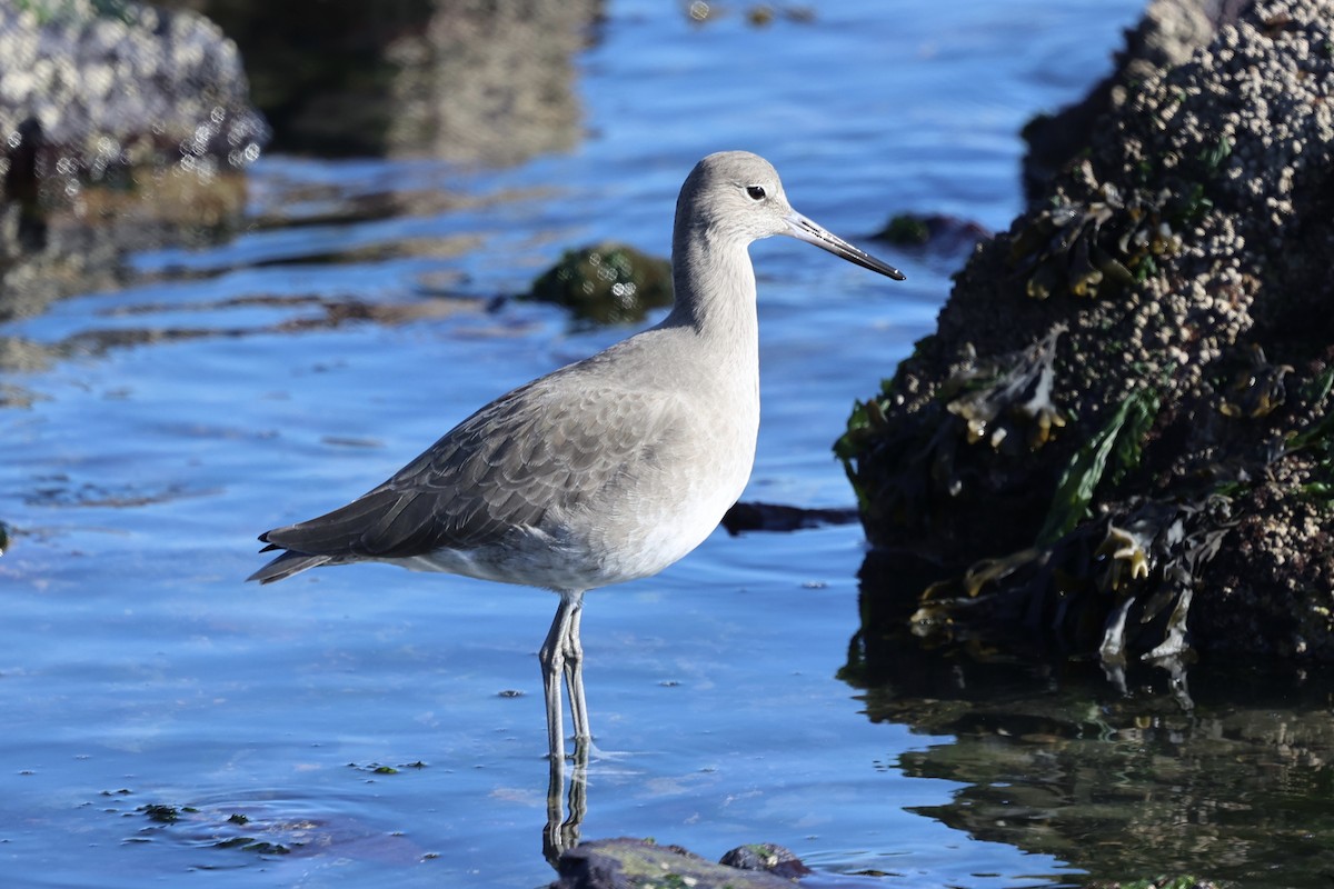Willet (Western) - ML646728540
