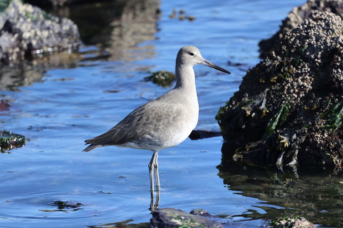 Willet (Western) - ML646728541