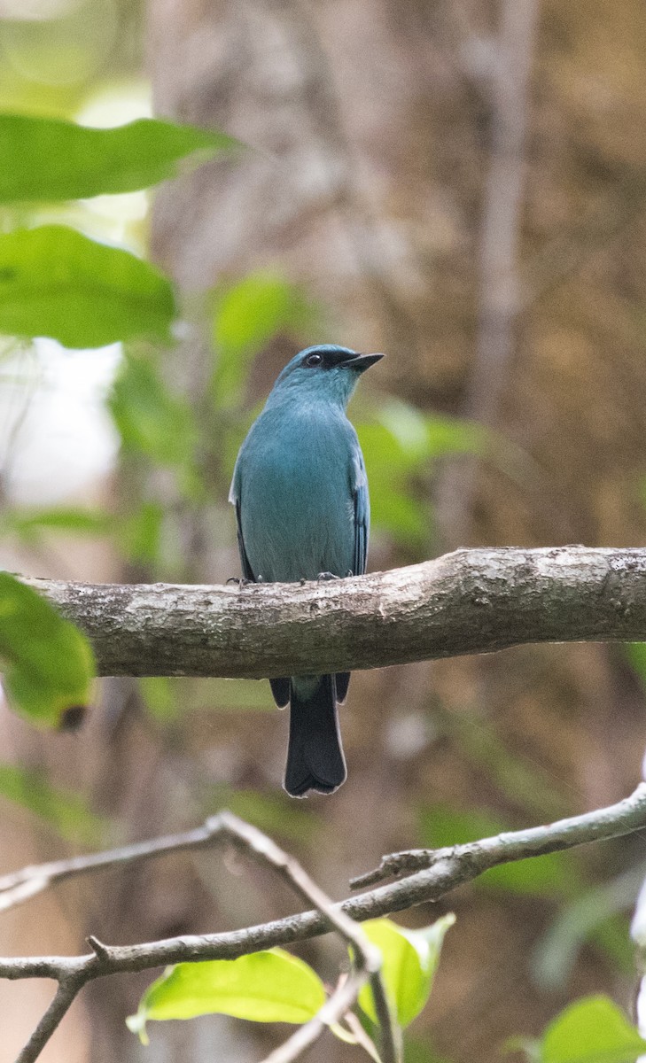 Verditer Flycatcher - ML646728542