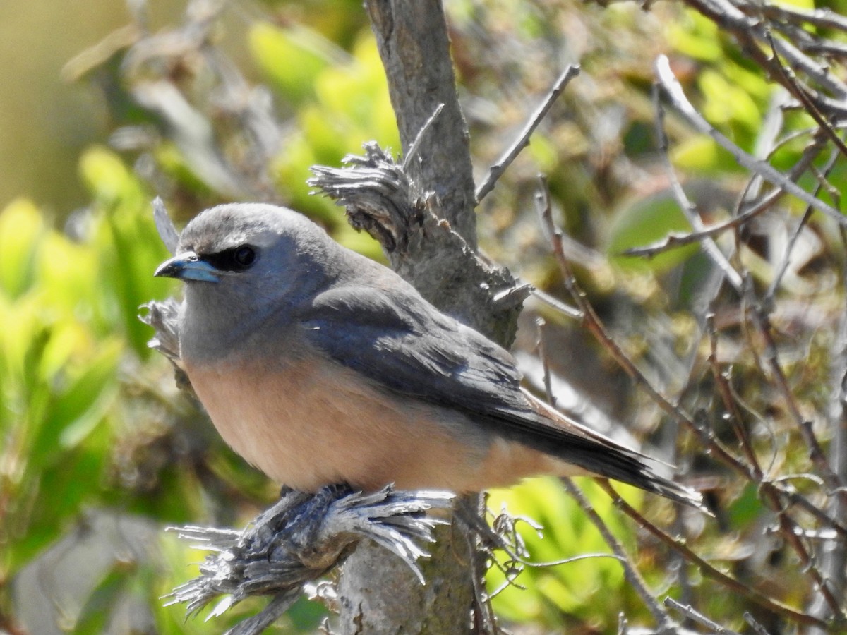 White-browed Woodswallow - ML646728547