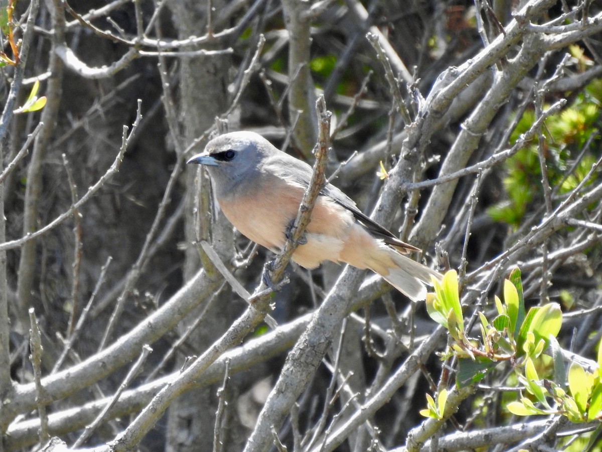 White-browed Woodswallow - ML646728548