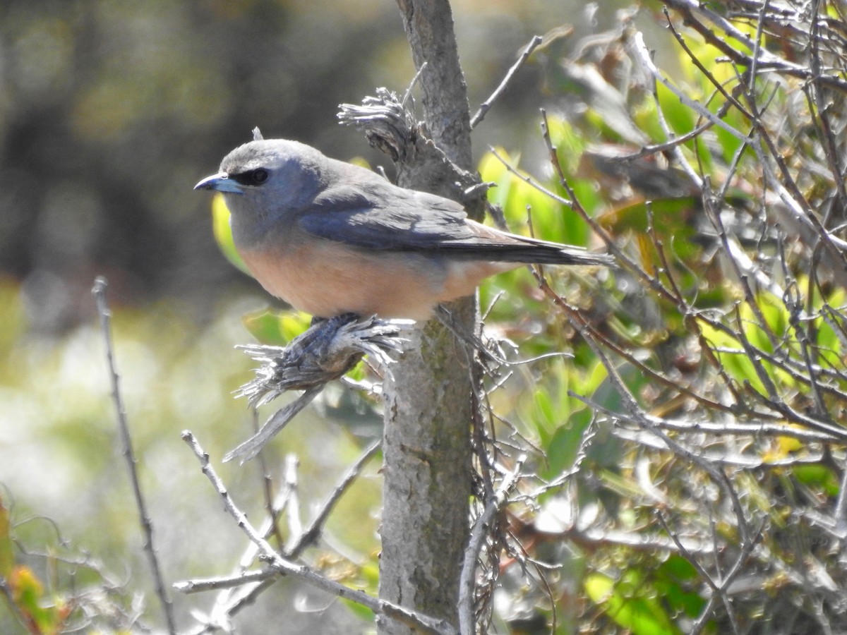 White-browed Woodswallow - ML646728549