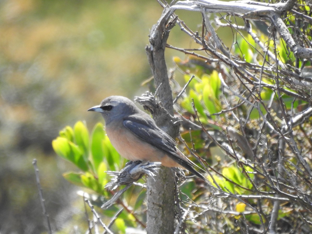 White-browed Woodswallow - ML646728550