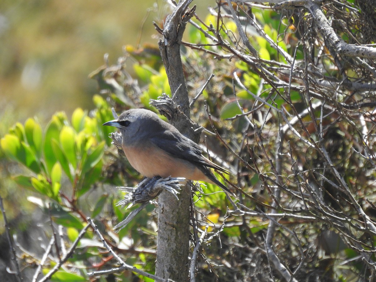 White-browed Woodswallow - ML646728551