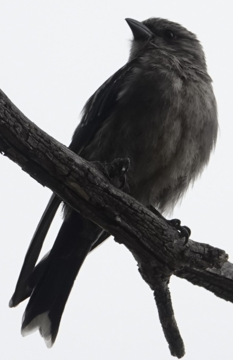 Dusky Woodswallow - ML646728553
