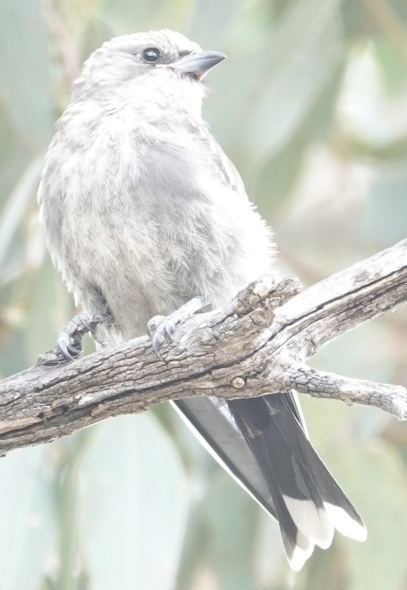 Dusky Woodswallow - ML646728554