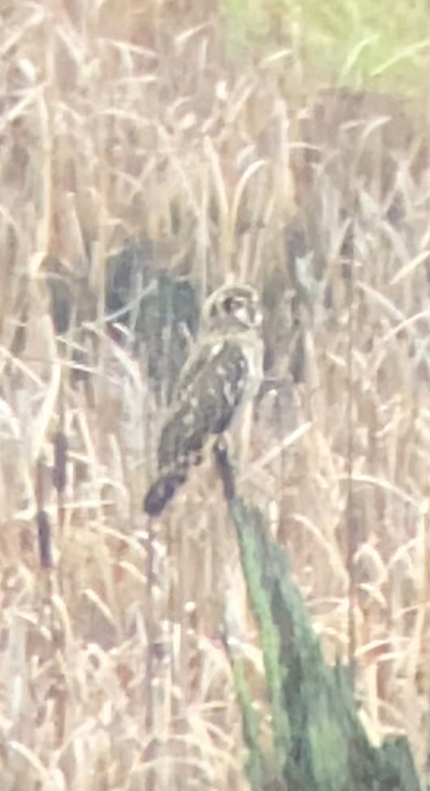 Short-eared Owl - ML646728556