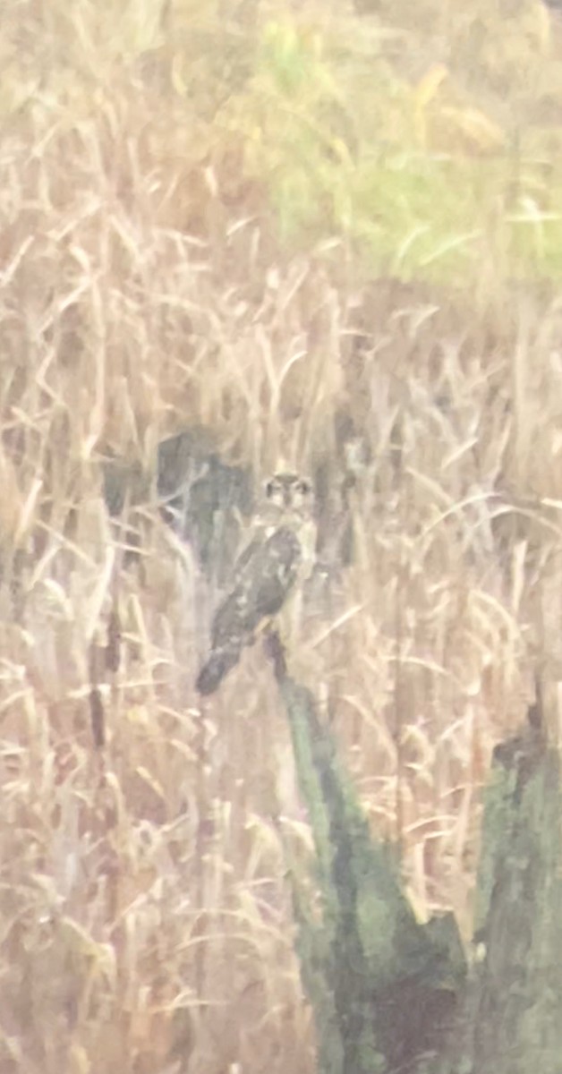 Short-eared Owl - ML646728557