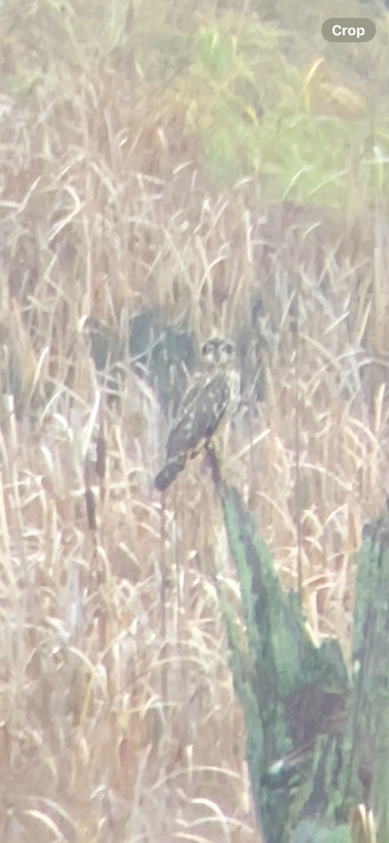 Short-eared Owl - ML646728558