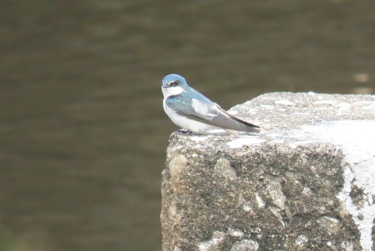 シロオビミドリツバメ - ML646728559