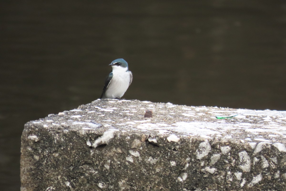 シロオビミドリツバメ - ML646728560