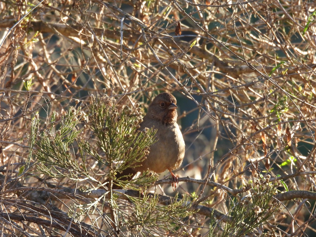 California Towhee - ML646728561