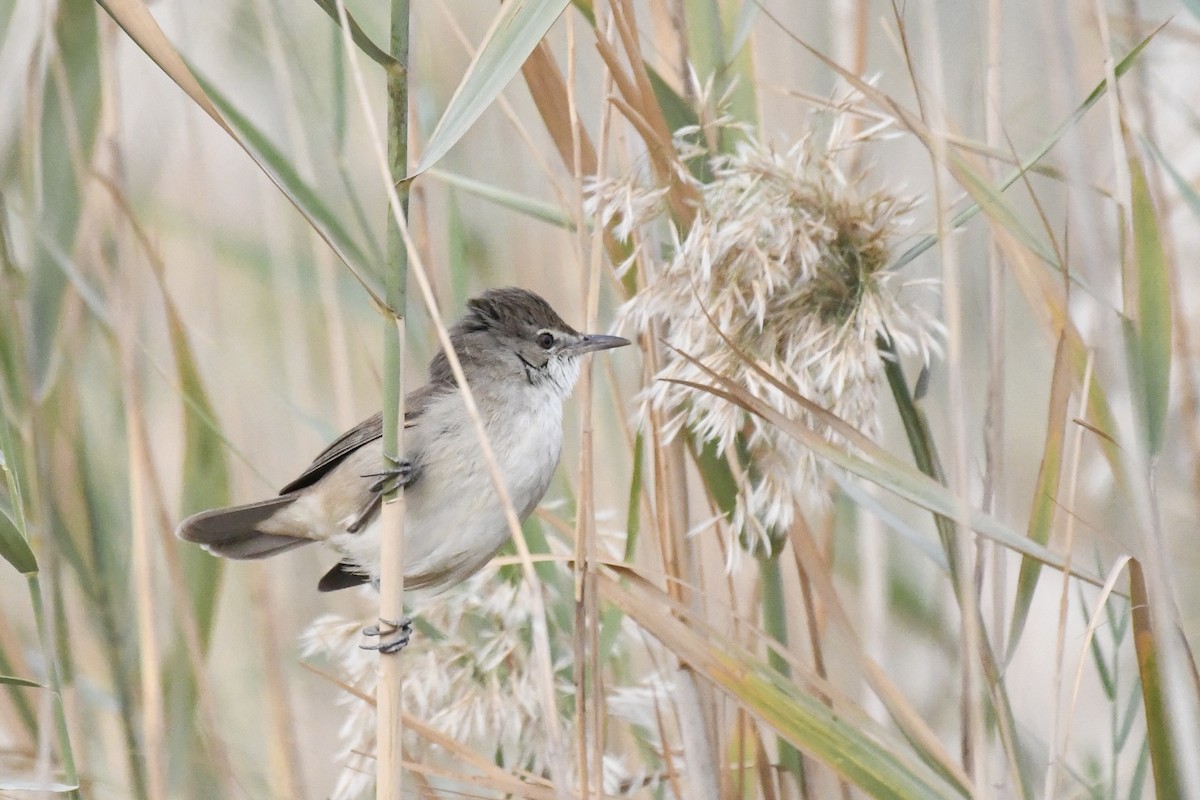 Clamorous Reed Warbler - ML646728563