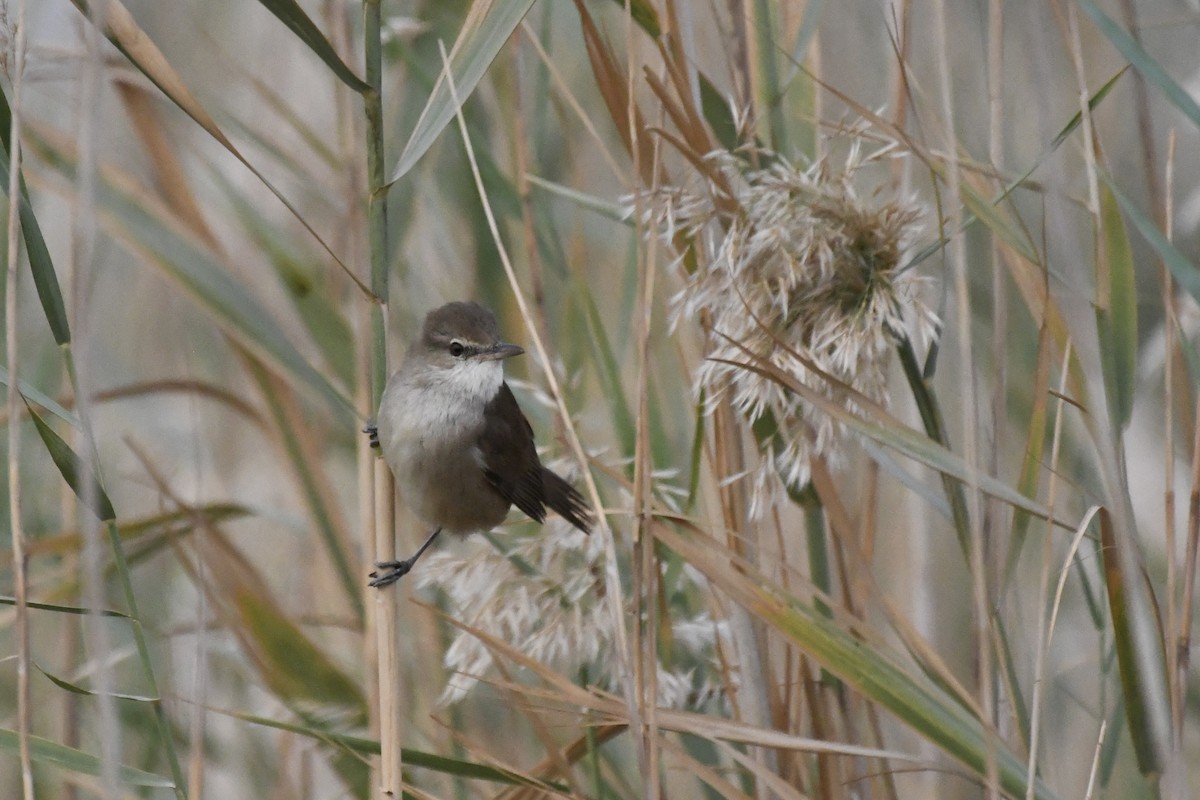 Clamorous Reed Warbler - ML646728564