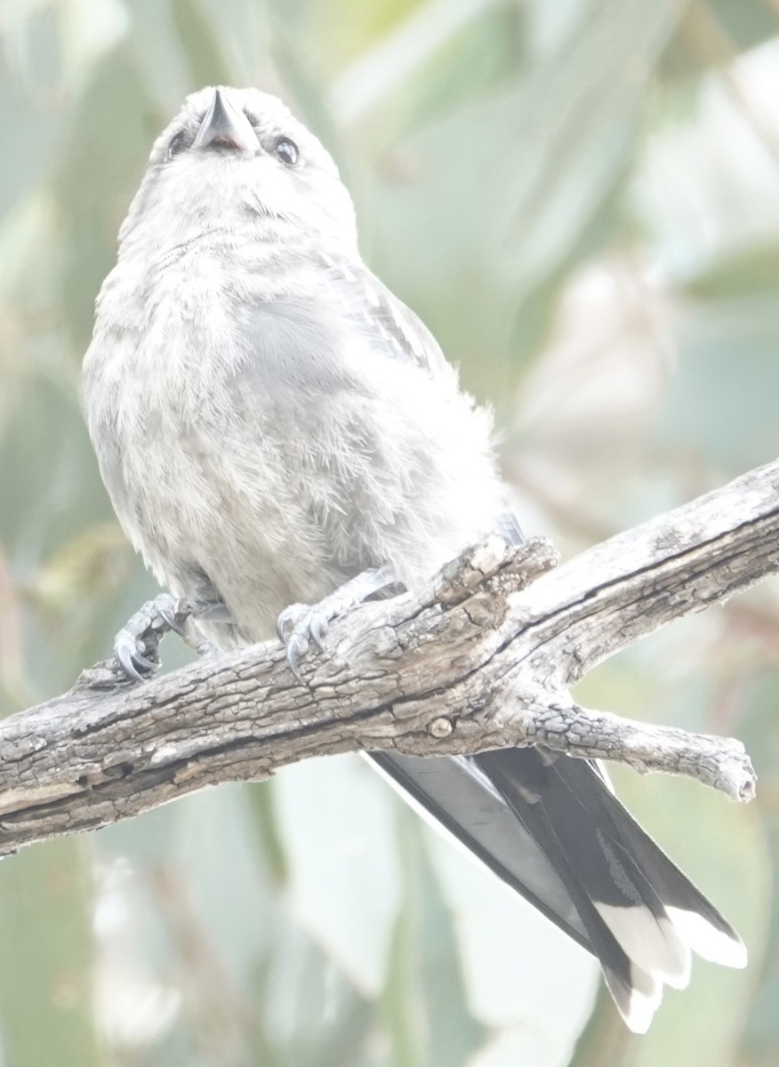 Dusky Woodswallow - ML646728565