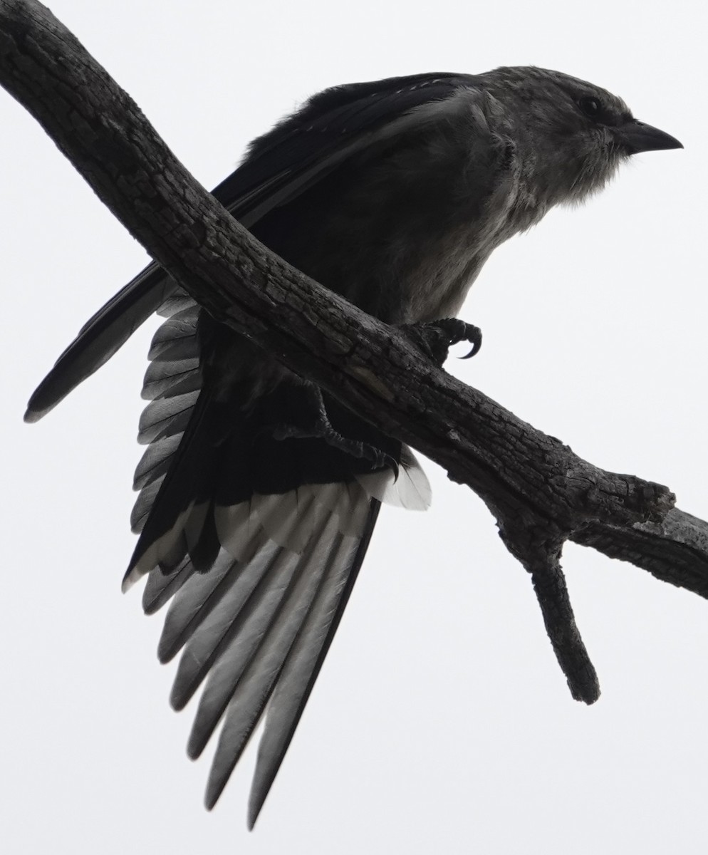 Dusky Woodswallow - ML646728569