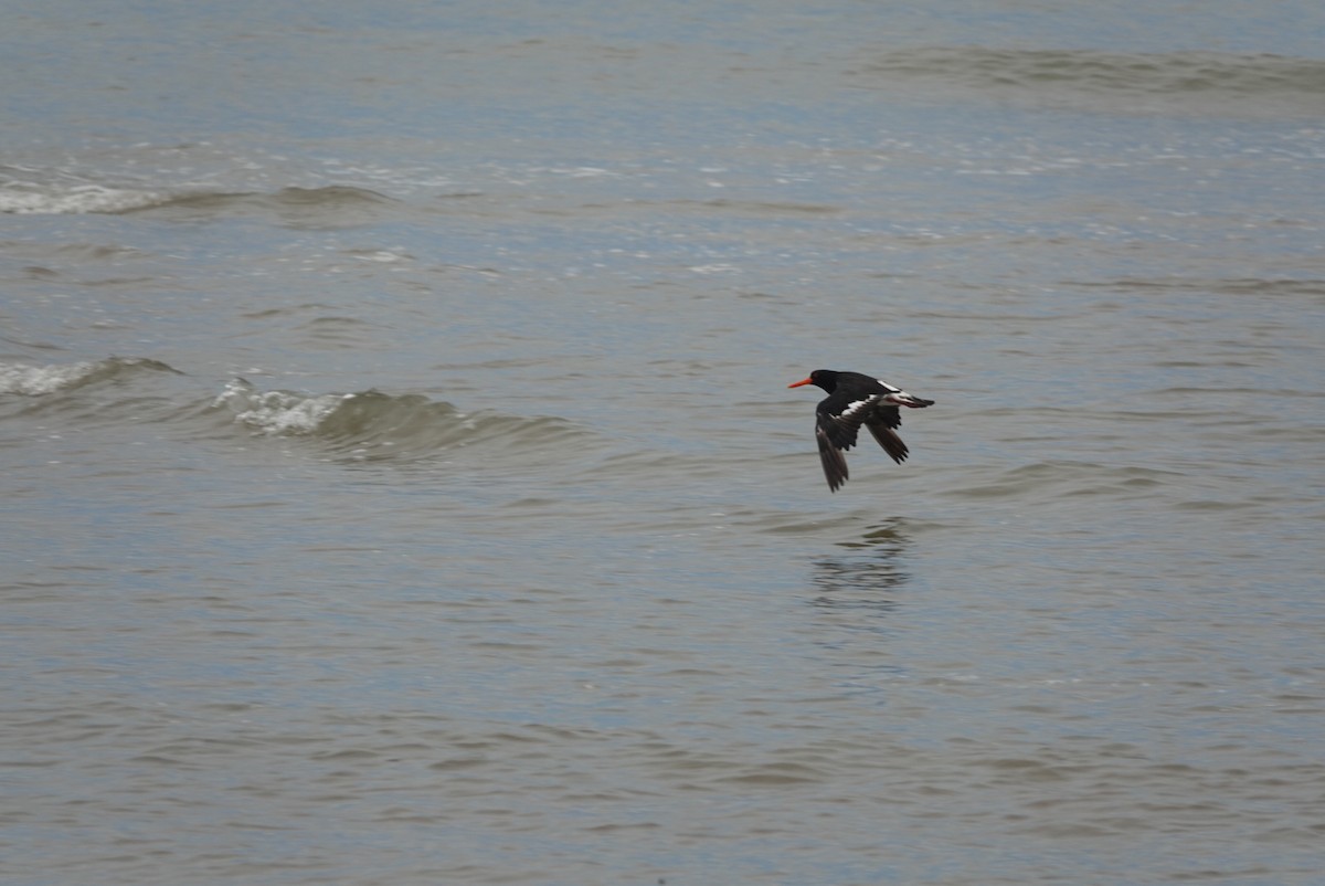 Pied Oystercatcher - ML646728574