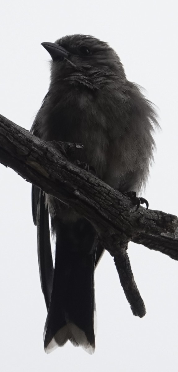 Dusky Woodswallow - ML646728575