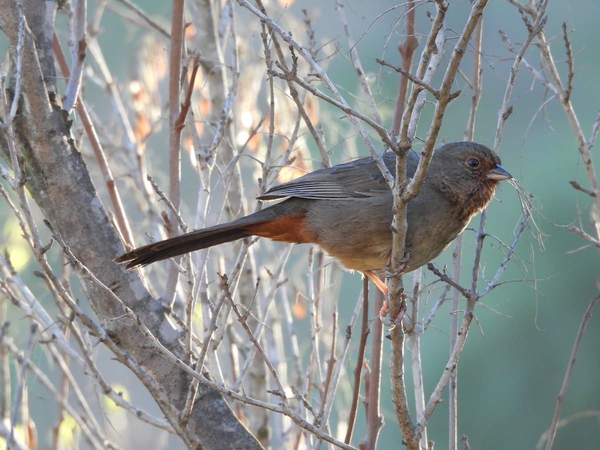 California Towhee - ML646728576
