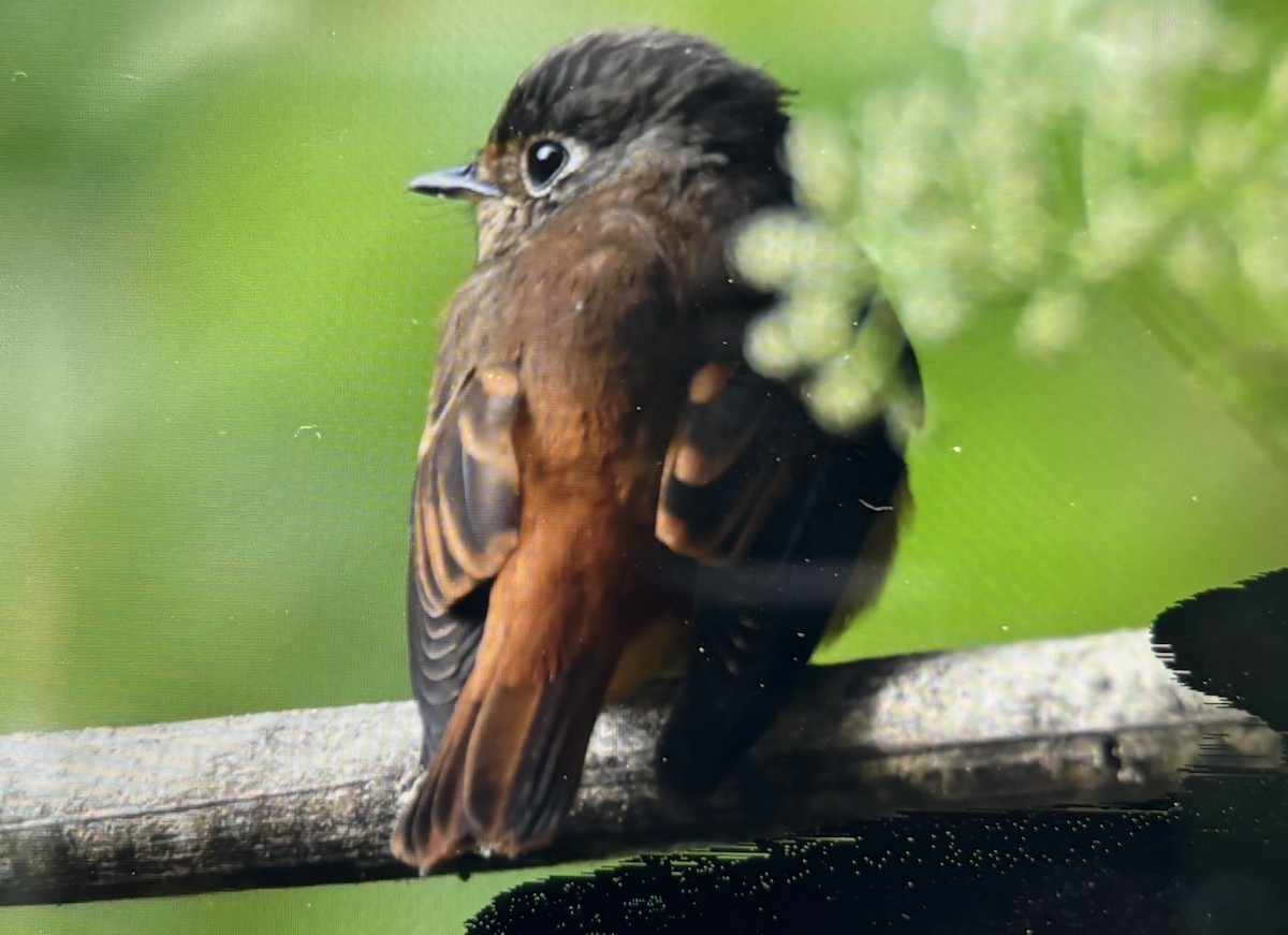 ミヤマヒタキ - ML646728577